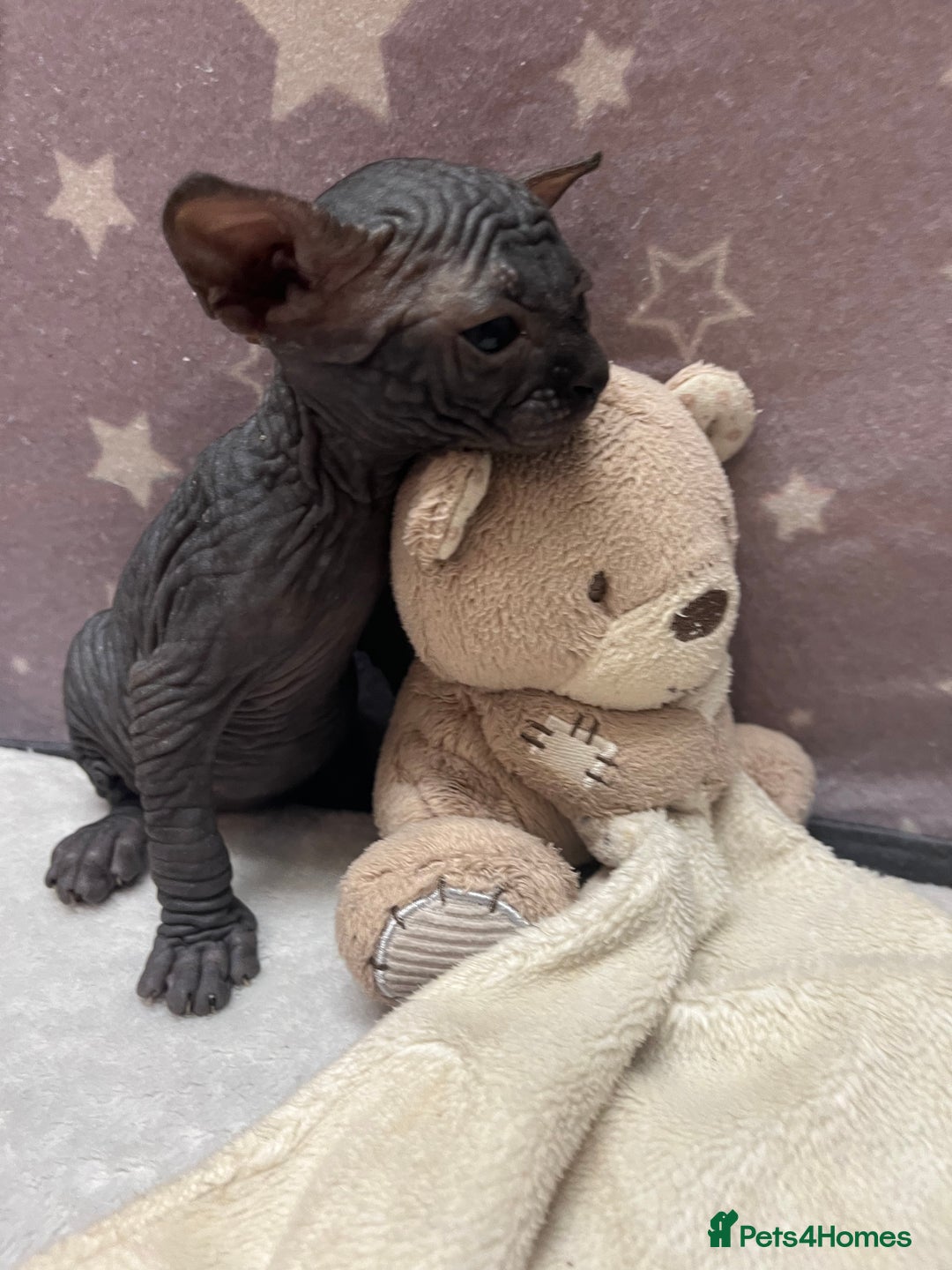 Sphynx cats for sale: 3 beautiful GIRlS available ❤️  - Image 17