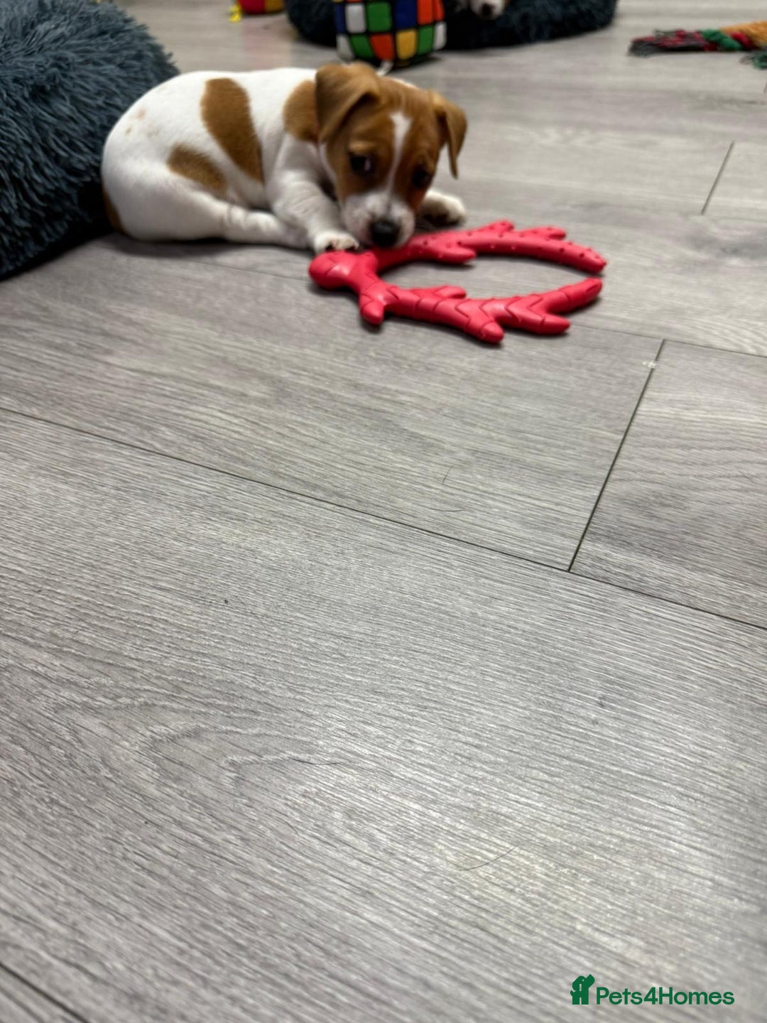 Jack Russell dogs for sale: 8 Week Old Jack Russel Puppies  - Advert 37
