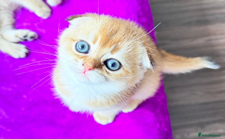 Scottish Fold cats - Advert 4