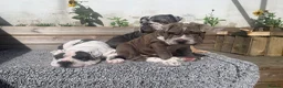 Mixed Breed dogs for sale: English Merle Bulldog/Shar Pei puppies for sale - Advert 13