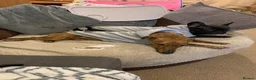 Mixed Breed dogs for sale: Whippet cross Jack Russell  - Advert 5