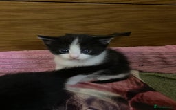 Mixed Breed cats for sale: 2 Male Kittens Available!  - Image 3