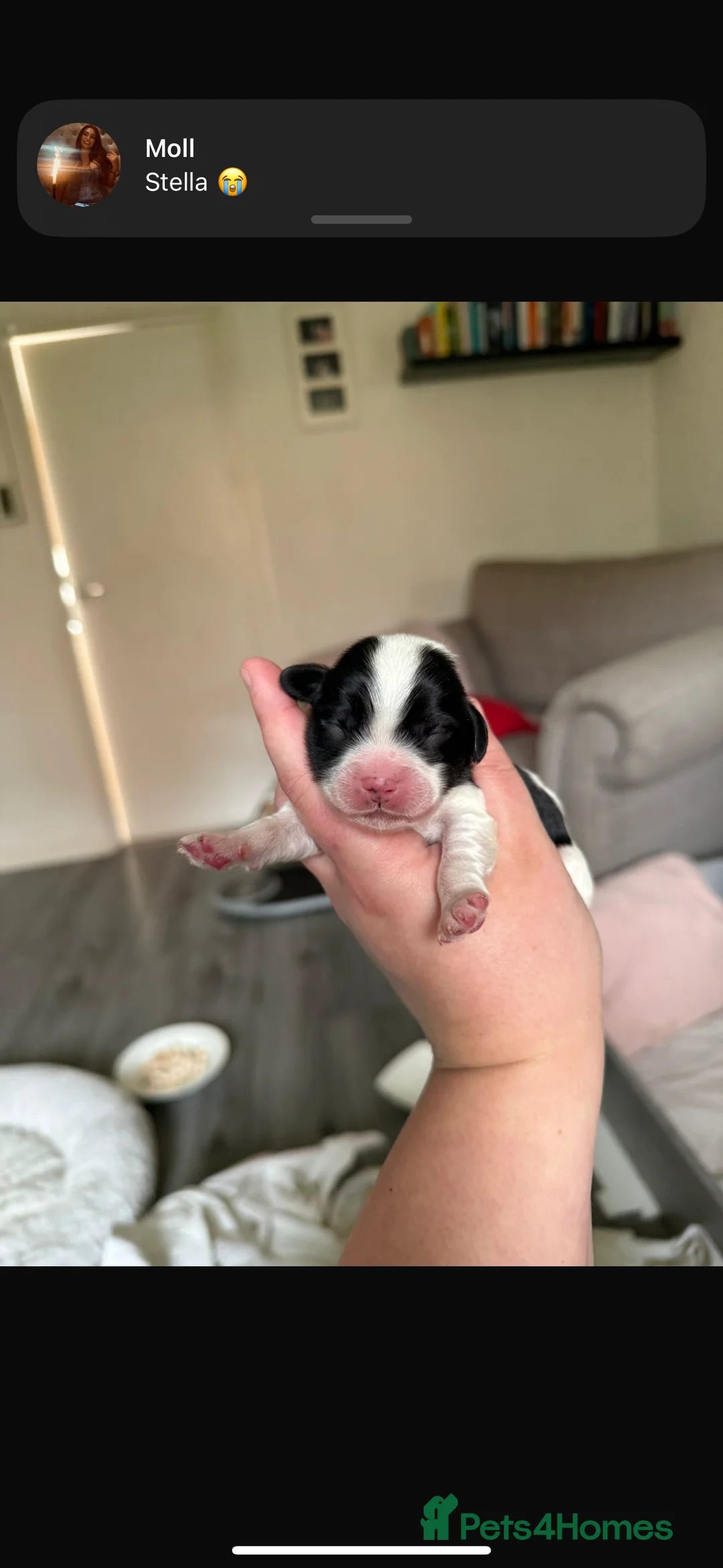 Mixed Breed dogs for sale: Beautiful cocker spaniel & Cavapoo puppies  in Bingley - Advert 25