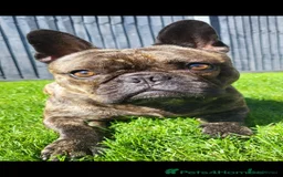 French Bulldog dogs for sale: Loving Frenchie Hugo - Image 1
