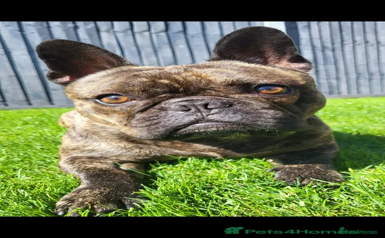 French Bulldog dogs - Advert 6