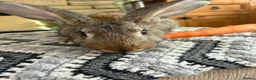 Continental Giant rabbits for sale: Continental giant buck - Advert 13