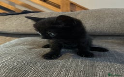 Mixed Breed cats for sale: 4 kittens for sale  - Image 5