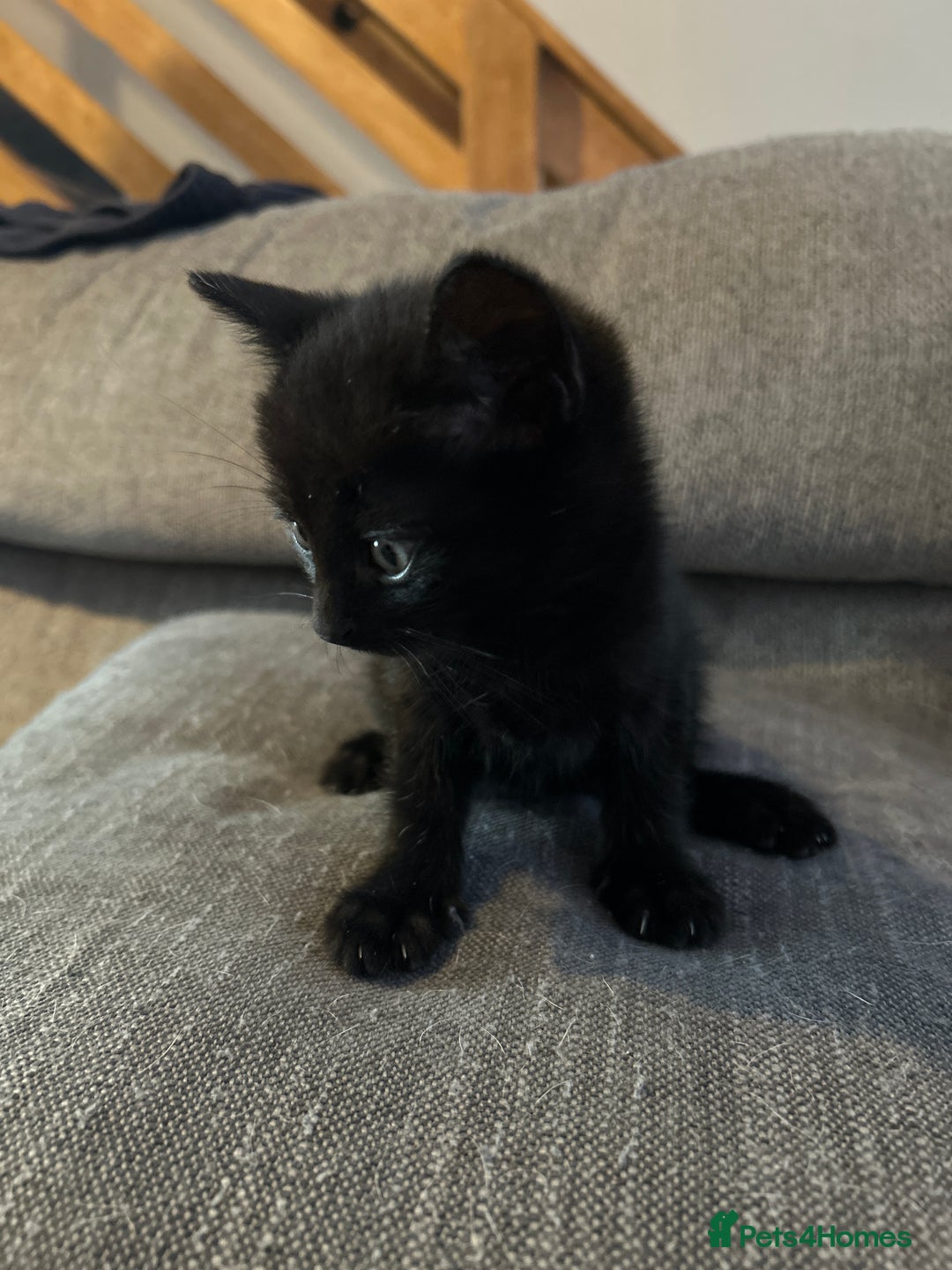 Mixed Breed cats for sale: 4 kittens for sale  - Image 5