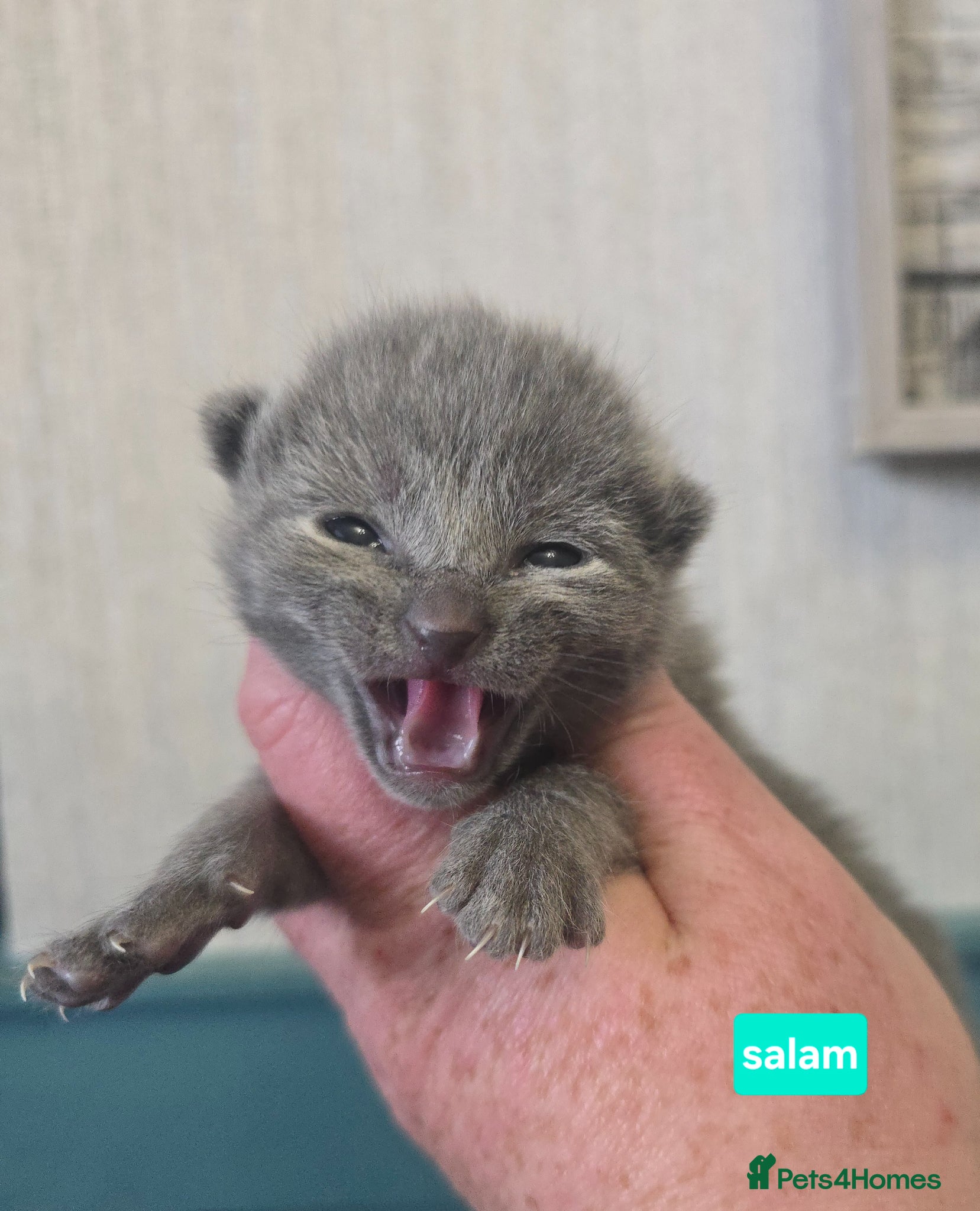 Russian Blue cats 2 LEFT!! Champion Sired Russian Blue Kittens - Advert 18