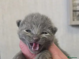 Russian Blue cats 2 LEFT!! Champion Sired Russian Blue Kittens - Advert 18