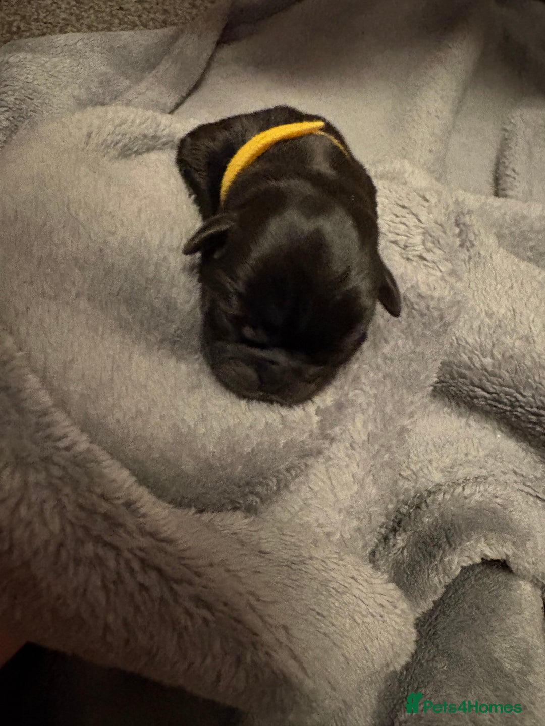 Pug dogs for sale: 6 stunning pugs for sale - Advert 12