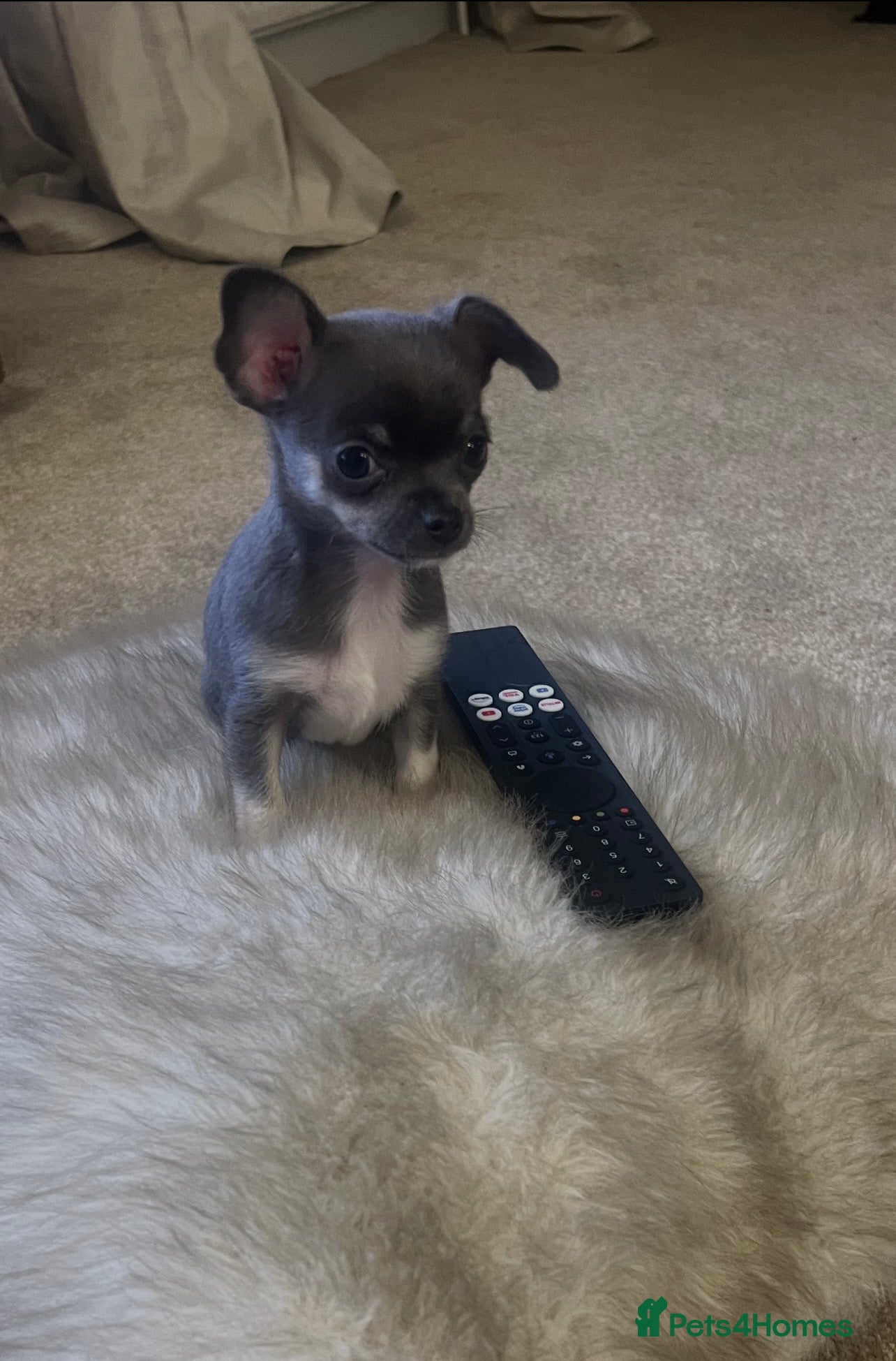 Chihuahua dogs Last tiny female ready now 💕 - Advert 9