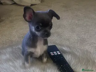Chihuahua dogs Last tiny female ready now 💕 - Advert 1