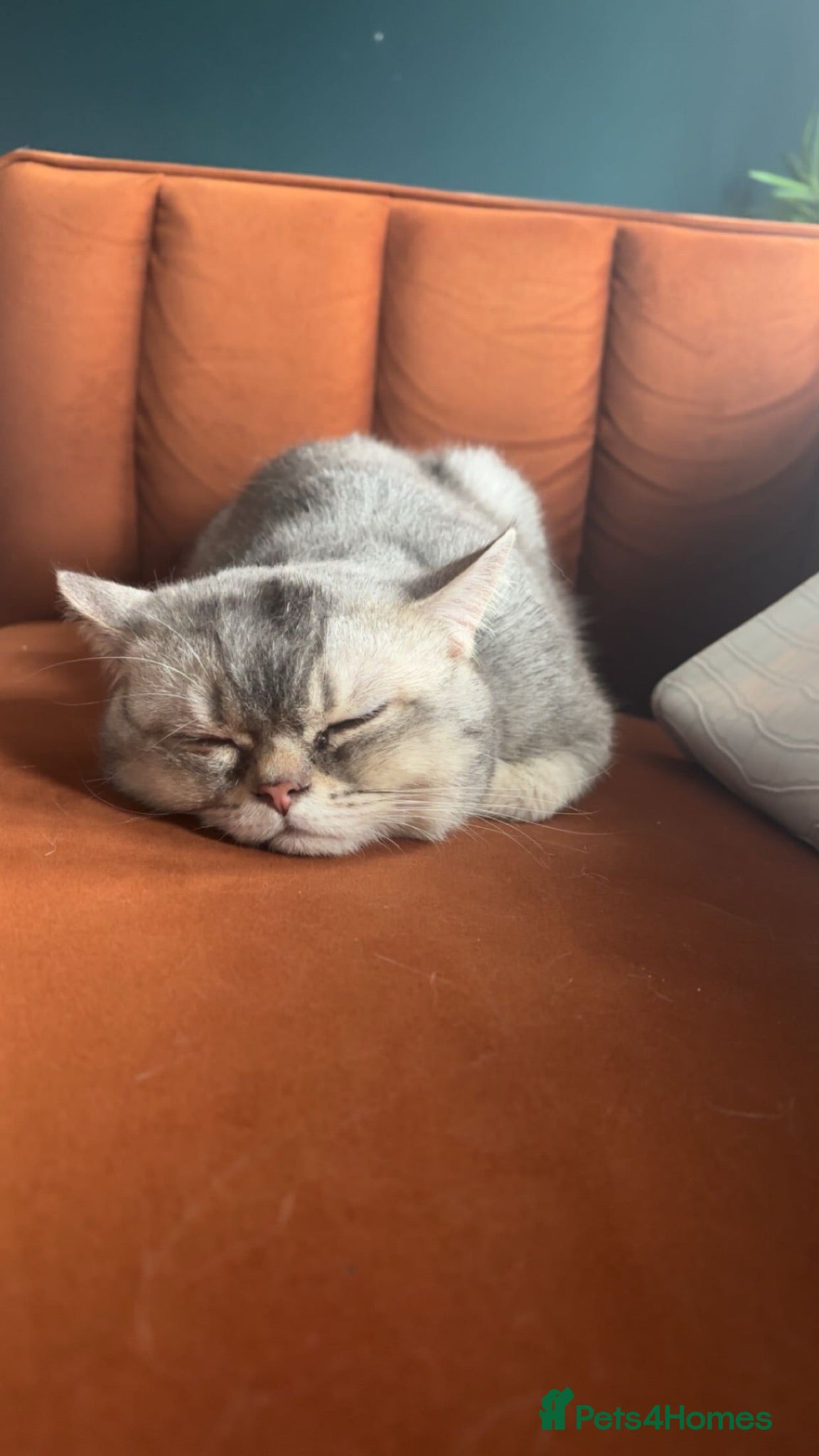 British Shorthair cats British shorthair  - Advert 1