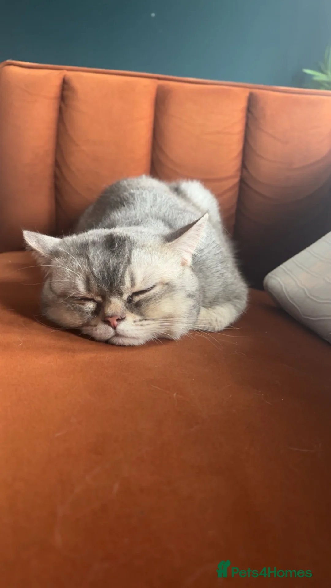British Shorthair cats for sale: British shorthair  in Tipton - Advert 1