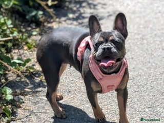 French Bulldog dogs Stunning kc reg French bulldog - Advert 10