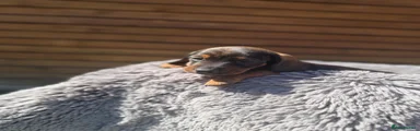 Miniature Dachshund Puppy 3