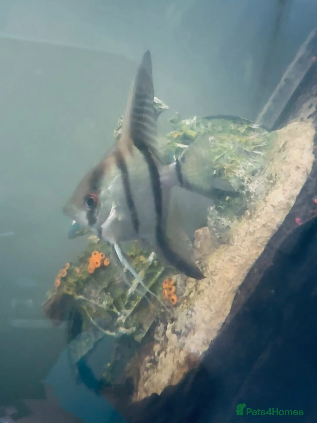 Angelfish fish for sale: angelfish in Mexborough - Advert 1