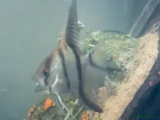 Angelfish fish angelfish - Advert 2