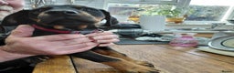 Dobermann dogs for sale: Doberman puppies looking for their forever home - Advert 15