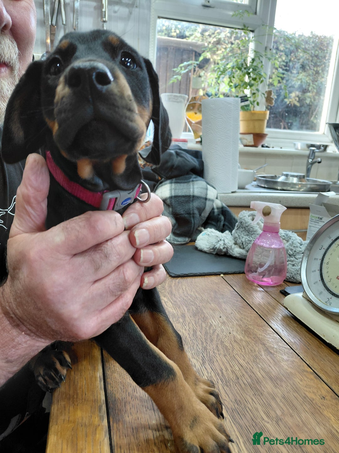 Dobermann dogs for sale: Doberman puppies looking for their forever home - Advert 15