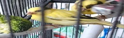 Canaries birds for sale: Young canary 6 weeks old - Advert 2