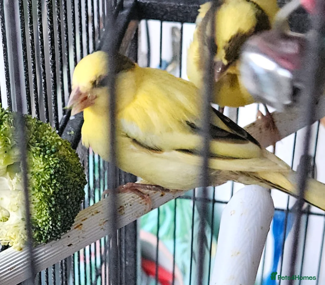 Canaries birds for sale: Young canary 6 weeks old - Advert 2