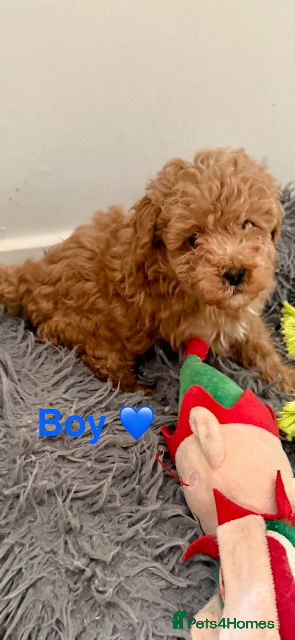 Toy Poodle dogs Toy poodle  ready to leave now  - Advert 5