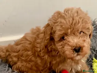 Toy Poodle dogs Toy poodle ready to leave now - Advert 5