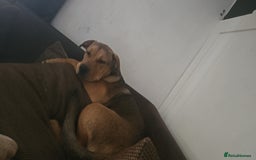 Mixed Breed dogs for sale: Male bullmastiff  - Image 4