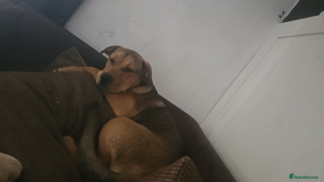 Mixed Breed dogs for sale: Male bullmastiff  - Image 4