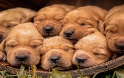 Goldador dogs for sale: Stunning Goldador Puppy’s DNA Clear KC Parents - Image 4