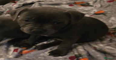 Staffordshire Bull Terrier dogs - Advert 5