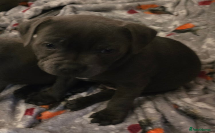 Staffordshire Bull Terrier dogs - Advert 4