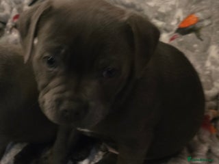 Staffordshire Bull Terrier dogs - Advert 3