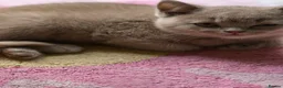 British Shorthair cats for sale: British shorthair kittens active - Advert 4