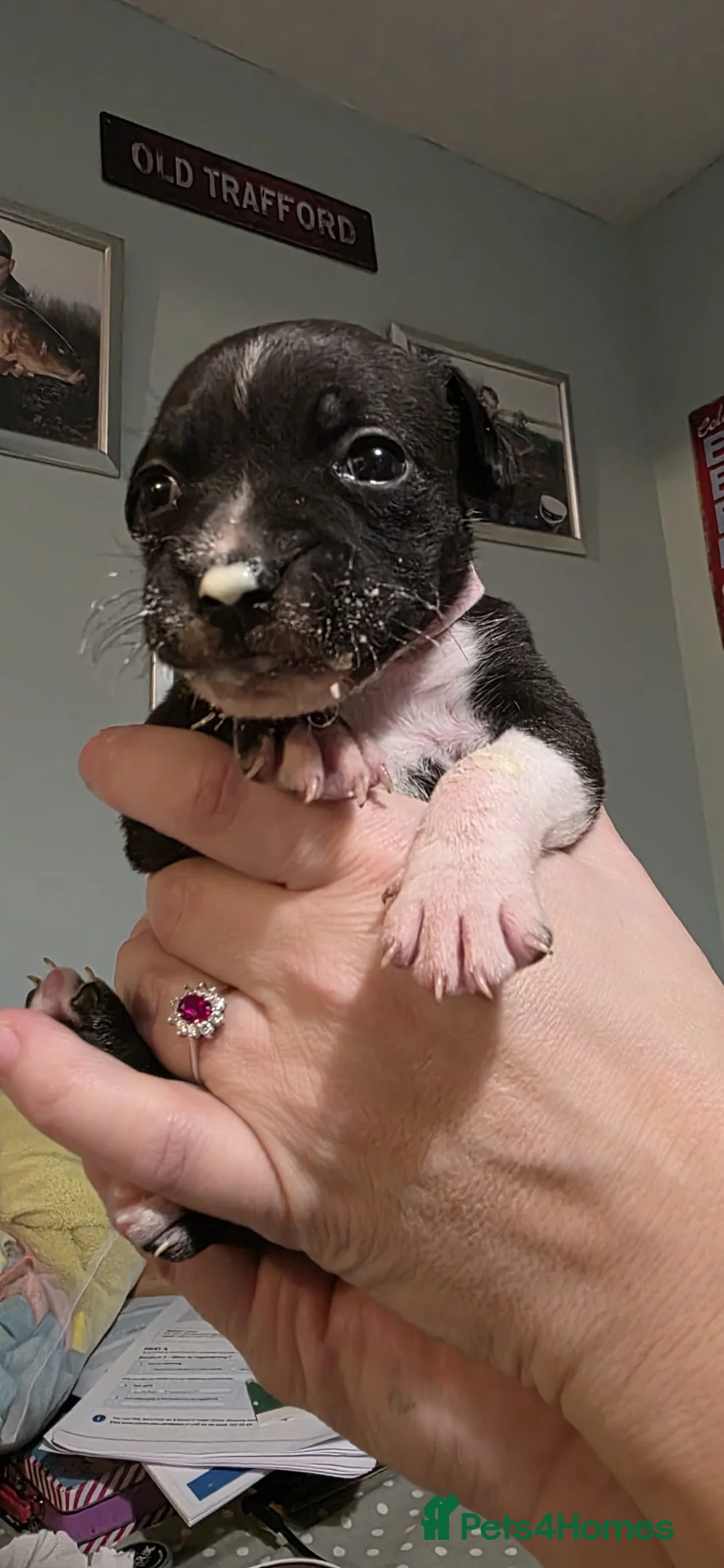 Staffordshire Bull Terrier dogs for sale: Full staffy pup only one girl  - Advert 6