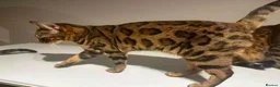 Bengal cats for sale: Retired breeding adults req. purrever pet homes 🐆 in Scunthorpe - Advert 9