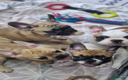 French Bulldog dogs for sale: French Bulldogs - Image 15