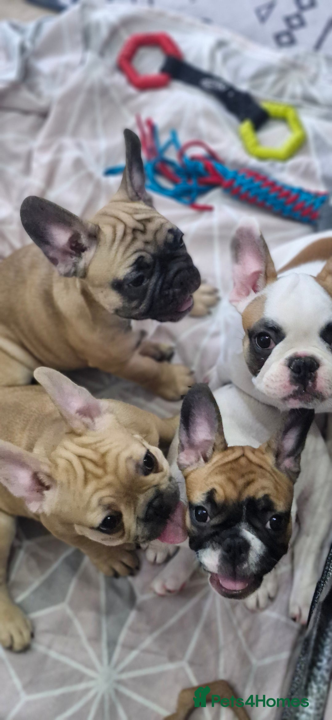 French Bulldog dogs for sale: French Bulldogs - Image 15