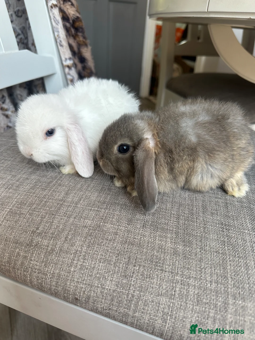 Mini Lop rabbits for sale: Lovely handsome mini lop bucks. - Advert 2