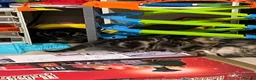 Mixed Breed cats for sale: Last female tabby kitten left  - Advert 5