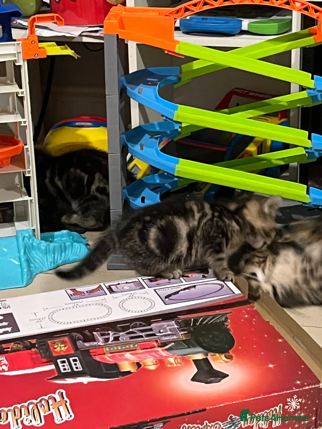 Mixed Breed cats for sale: Last female tabby kitten left  - Advert 5