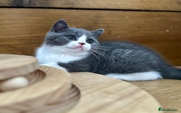 British Shorthair cats for sale: Pedigree British Shorthair Kittens - Image 35