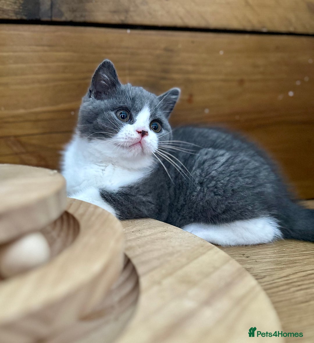 British Shorthair cats for sale: Pedigree British Shorthair Kittens - Image 35