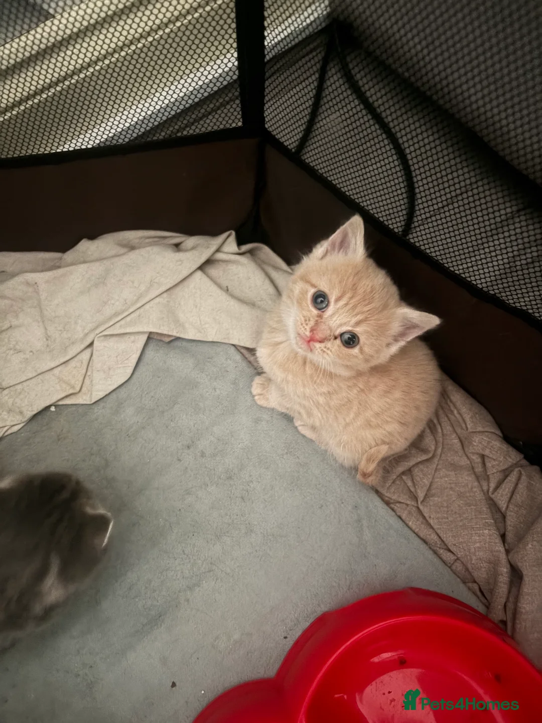 Mixed Breed cats for sale: British blue cross Norwegian  - Advert 5