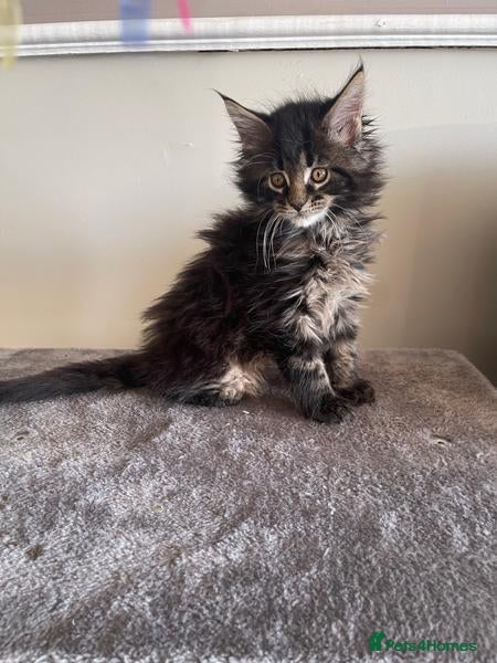 Maine Coon cats for sale:  beautiful Maine Coon kittens - Advert 2