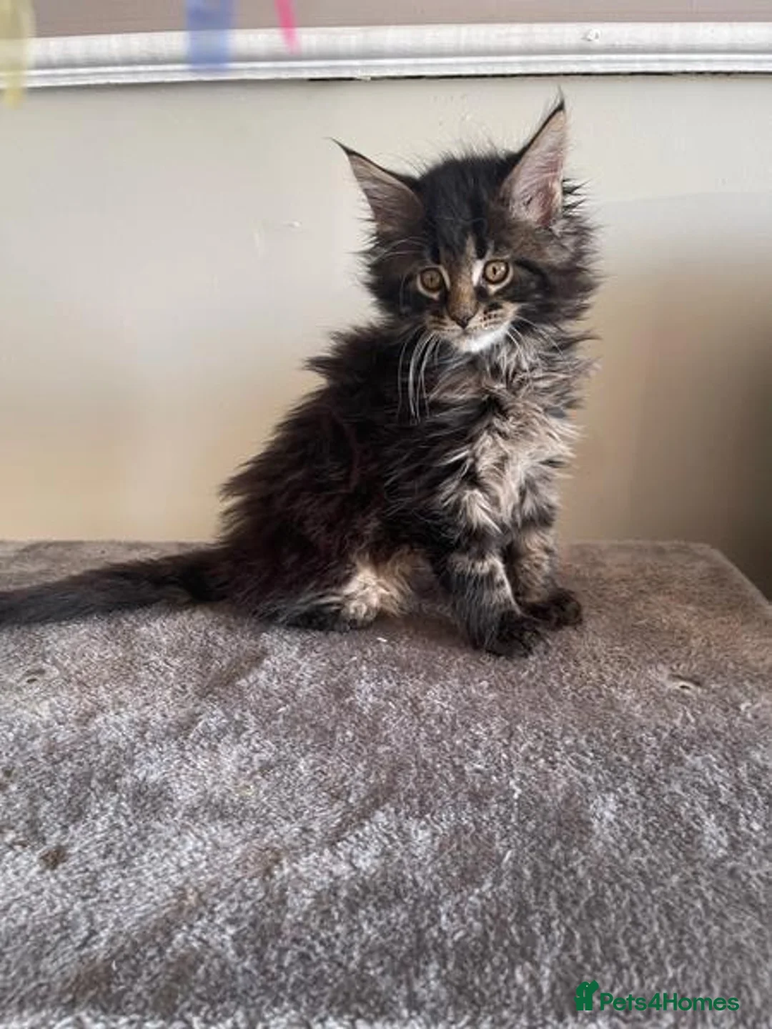 Maine Coon cats for sale:  beautiful Maine Coon kittens - Advert 1