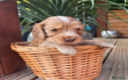Cocker Spaniel dogs for sale: Beautiful Show Type KC registered Cocker Spaniels  - Image 26