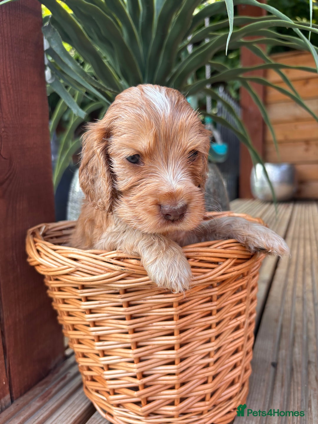 Cocker Spaniel dogs for sale: Beautiful Show Type KC registered Cocker Spaniels  - Image 26